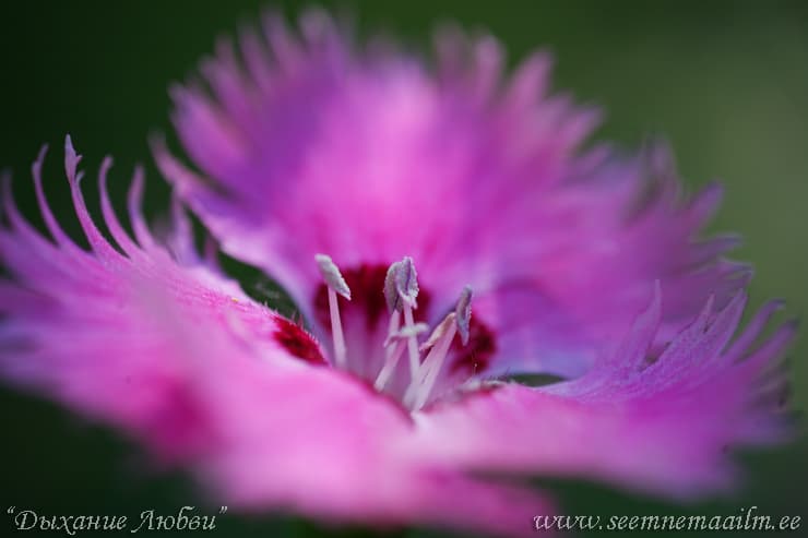 Nelk hübriidne Armastuse hingus Dianthus x hybrida